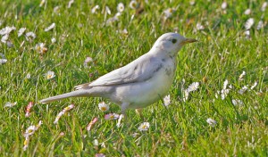 whitebird